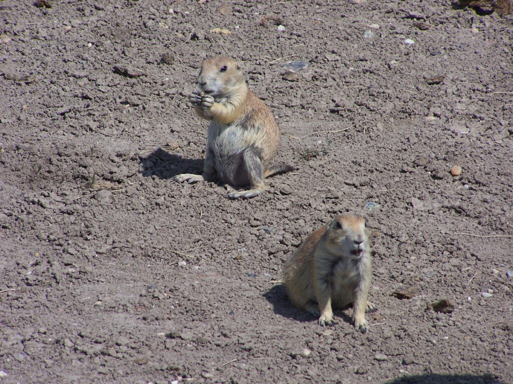 Prairie Dogs